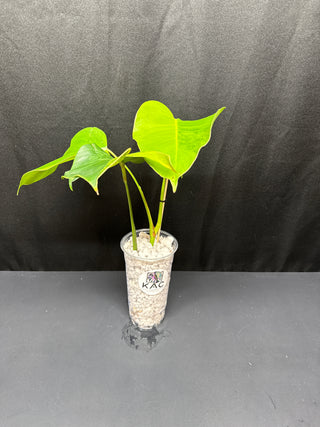 Monstera Green on Green