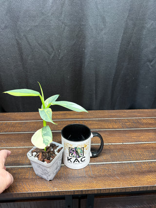 Philodendron Silver Sword Totem