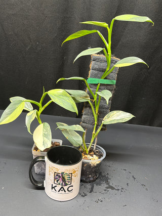 Philodendron Silver Sword Totem