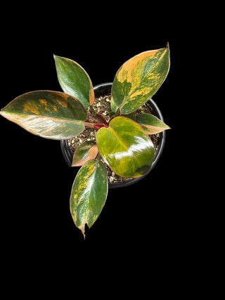 Philodendron Red Congo Variegated