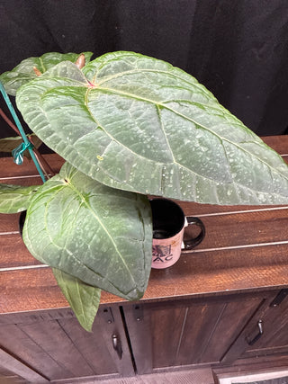 Anthurium RVDP x Michelle x Zara