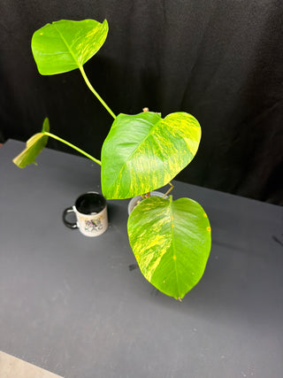 Monstera Aurea - 4 Leaves