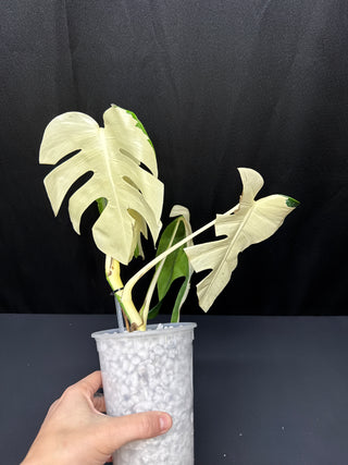 Monstera Albo Sectoral