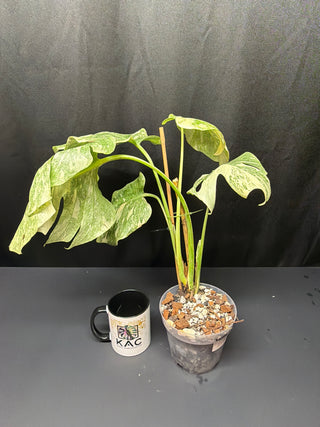 Monstera Green Snow 6" Pot