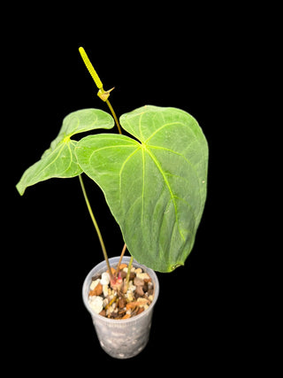 Anthurium Papillilaminum Hybrid