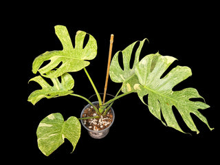 Monstera Platinum