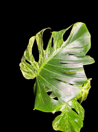 Monstera Ocean Mint