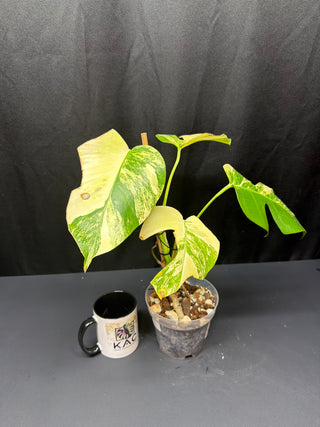 Monstera Aurea 5" Pot - 4 Leaves
