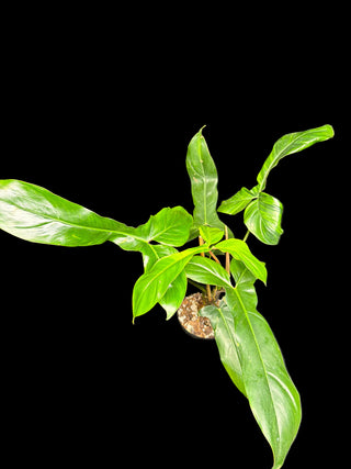 Philodendron 69686 - Growers Choice