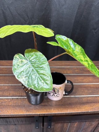 Alocasia Yucatán Princess Aurea