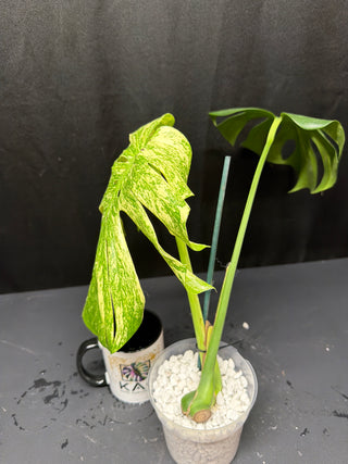 Monstera White Monster - 2 Leaf Top Cut