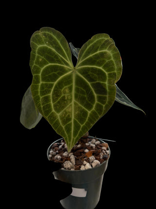 Anthurium Clarinervium - 6" pot - Growers choice