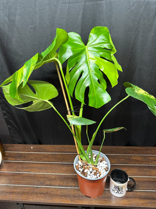Monstera Yellow Marilyn
