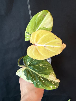 Philodendron Variegated Gloriosum