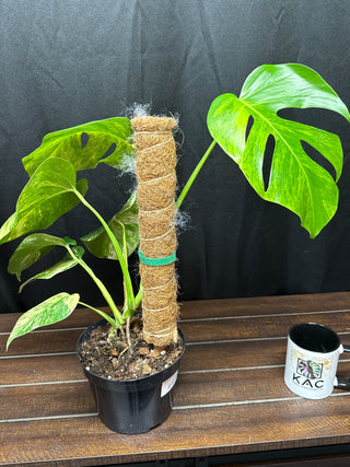 Monstera Aurea Large Form