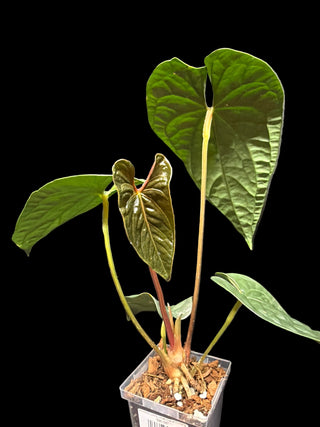 Anthurium Luxury Jungle Inverse Crossing