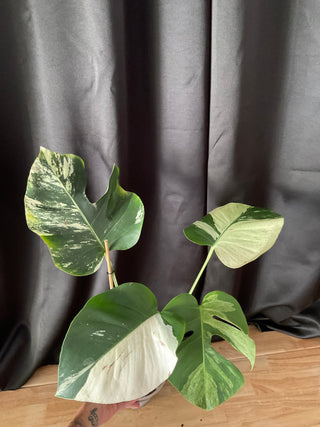Monstera Mint 6" Pot