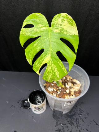 Monstera Pom-Pom 8" Pot