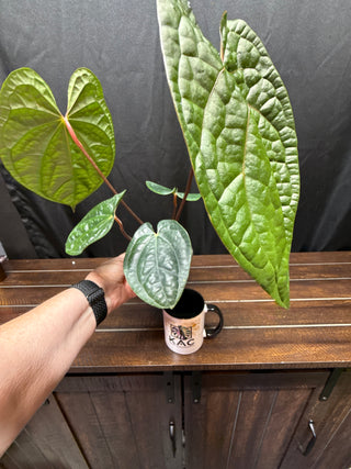 Anthurium RVDP x Luxurians