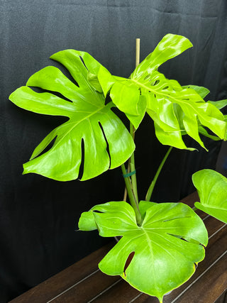 Monstera Lemon Lime Big