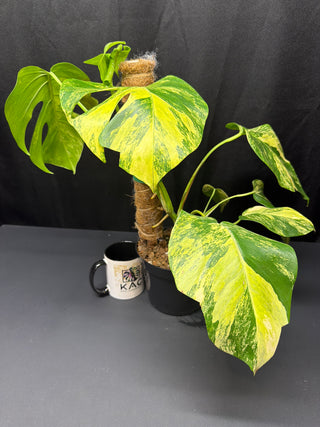 Monstera Aurea Large Form