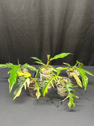 Philodendron Florida Beauty x Tortum