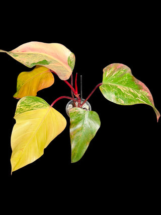 Philodendron Strawberry Shake - 4-5 Leaves