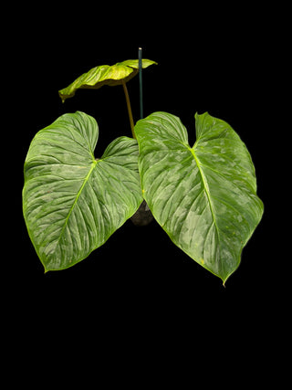 Philodendron Majestic - Big Leaves