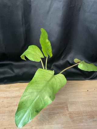 Philodendron Whipple Way 4" Pot - White