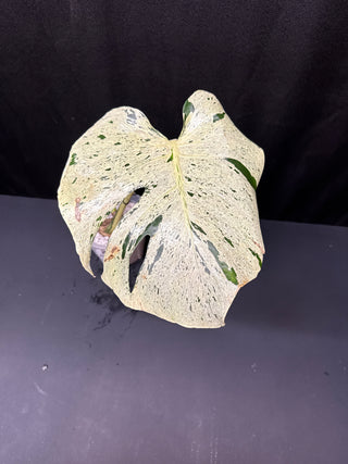 Monstera Bulbasaur/Vietcosa