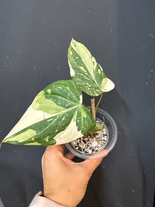 Philodendron Variegated Gloriosum 2” Pot - 3 Leaves