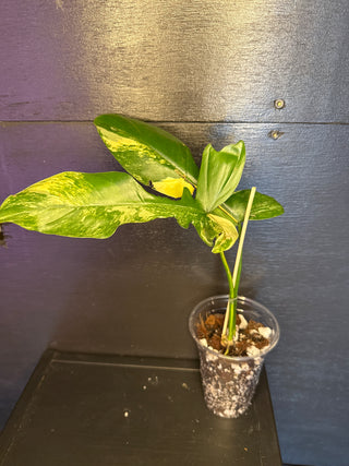 Philodendron Florida Beauty x Mayoi Fishbone 4" Pot -2 Leaves