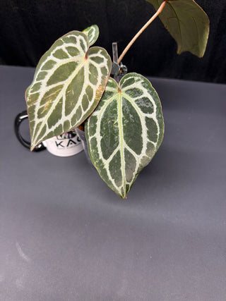 Anthurium Pap Skg Red Crystal X Doc. Block Michelle