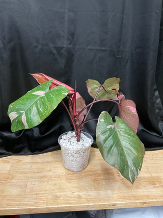 Philodendron Pink Princess King