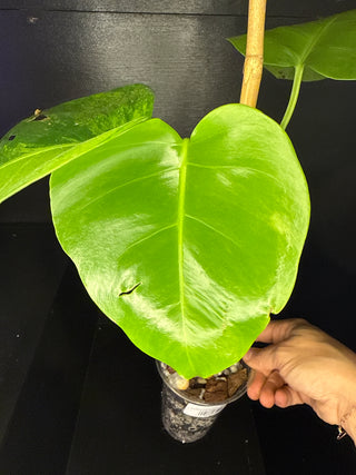Monstera 'GoG' (Green on Green) 3 leaves