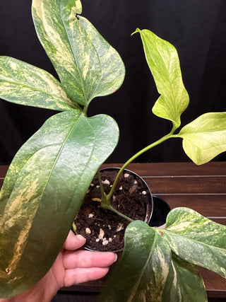 Anthurium Costa Rica