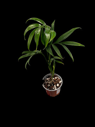 Monstera Subpinnata - 4" Pot