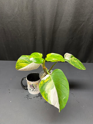 Philodendron White Princess Tri-Color SR07
