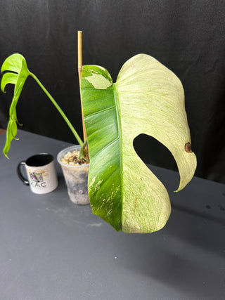 Monstera Mint 2 Leaves