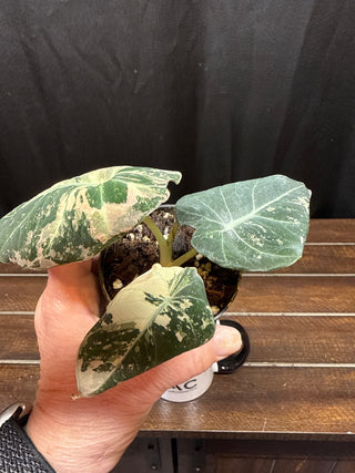 Alocasia Black Velvet Pink