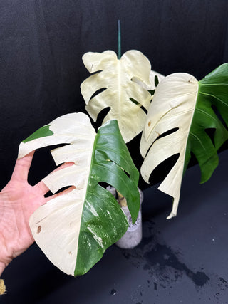 Monstera Albo Sectoral
