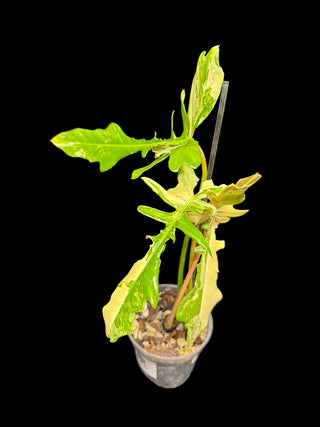 Philodendron Florida Beauty x Mayoi 'Fishbone'