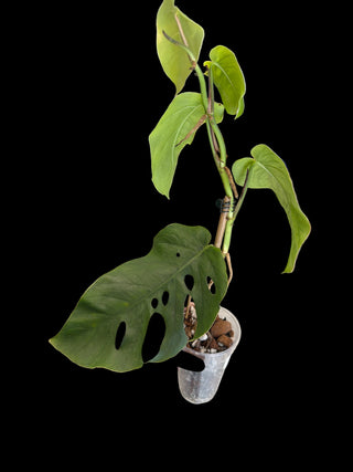 Monstera Dubia - 3 Leaves