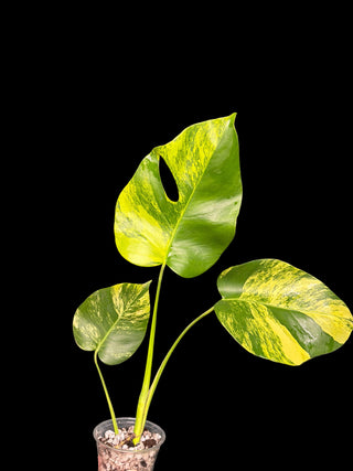 Monstera Aurea 3 Leaves