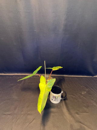 Philodendron Florida Beauty x Billie AT132 4" Pot - 3 Leaves