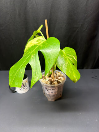 Monstera Aurea 4 Leaves