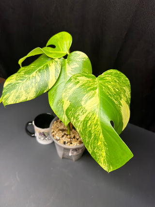 Monstera Aurea 5" Pot - 4 Leaves