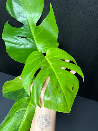 Monstera Green on Green