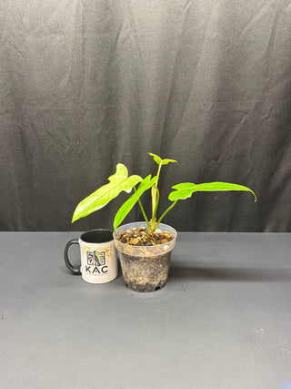 Philodendron Golden Dragon Mint