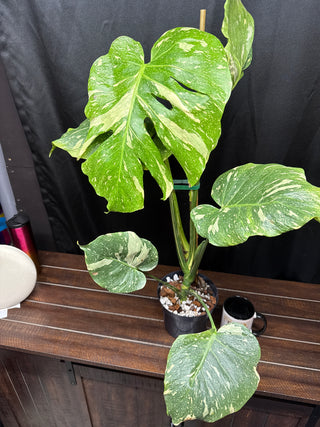 Monstera Tricolor Mutation